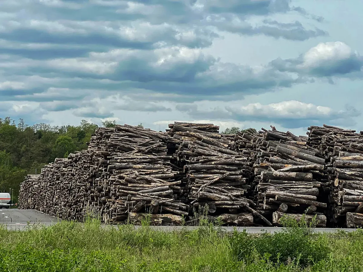Holzstapel als Biomasse für die chemische Industrie